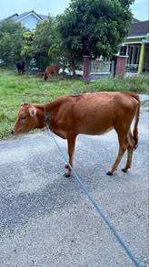 lembu