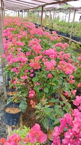 Anak Pokok Bunga Kertas @ Bougainvillea