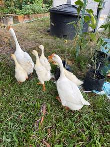 Angsa Putih Dewasa (Adult White Goose) 🪿🪿