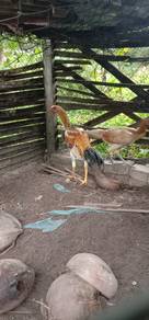 ayam baik