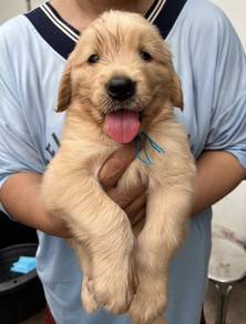 GOLDEN RETRIEVER PUPPIES M755 🌻 Cream / Gold