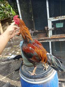 Ayam Baik