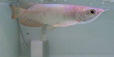tank dan ikan arowana