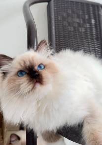 Colorpoint Ragdoll Male