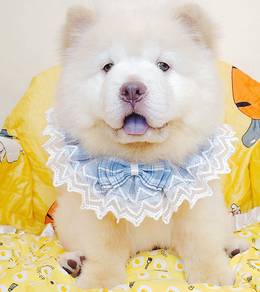 Chow Chow