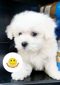 HHH-59155 Tiny Maltese sweetheart puppy dog