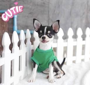 CHIHUAHUA PUPPIES VIP81🌷Head Apple Bonnie Dog Boy