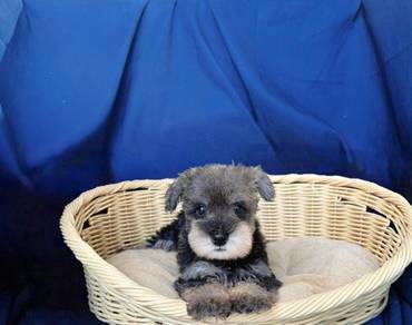 Miniature Schnauzer