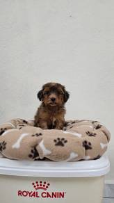 Maltipoo