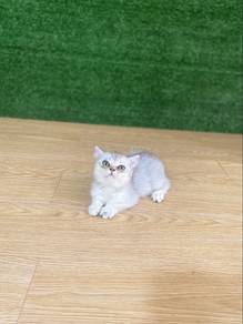 British shorthair