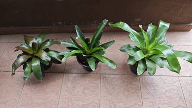 Pokok Bromeliad