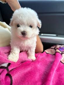 Maltipoo Male