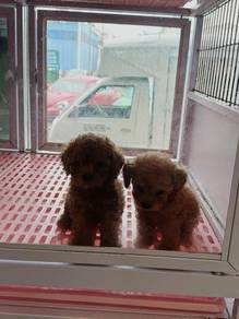 Red brown toy poodles