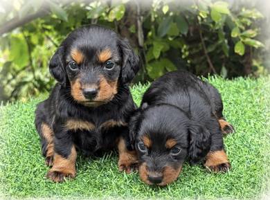 MINIATURE DACHSHUND Puppies V87🐻 Long Fur