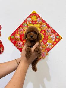 Tiny Poodle Red male ( lowest price in JB !!!)