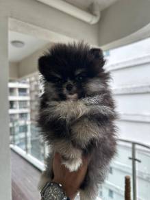 teacup Pomeranian w