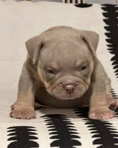 AMERICAN BULLY PUPPIES D47 🐻 Exotic Male Female
