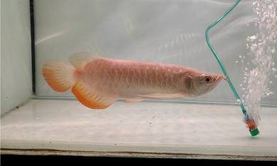 Arowana Highback 12inchi