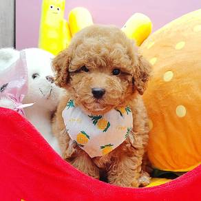 Poodle
