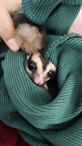 sugar glider 
