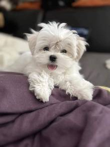 Nose-nudger Maltipoo Soft Coat Puppy Dog