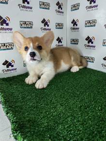 Pembroke Welsh corgi girl