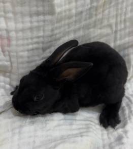 Minirex rabbit