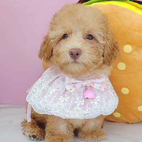 Poodle
