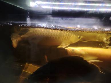 Arowana dan predator lain ikan ada random sekor