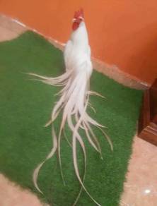 Ayam Phoenix Ekor Panjang