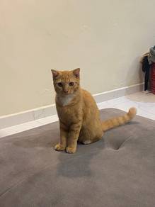 Cat for rehome 