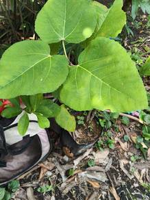 Pokok Buah Tim, Buah Tim