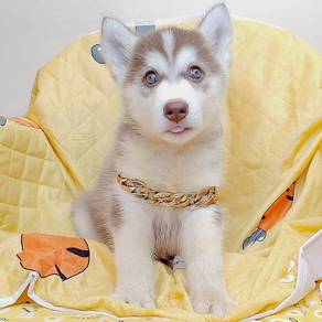 Wooly Husky