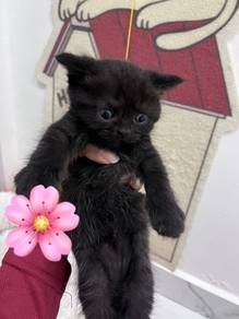 female Persian kitten