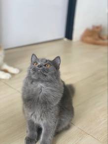 persian gray