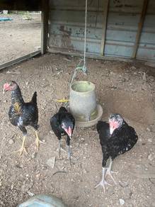 ayam ratu lhk