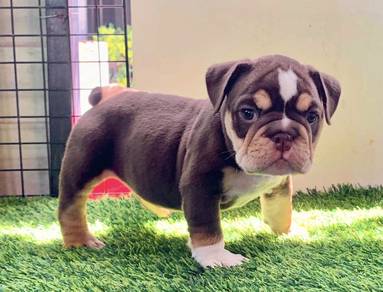 ENGLISH BULLDOG PUPPIES EB441 🐻 BullDog  female