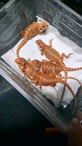 Bearded Dragon 