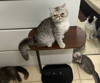 Nonstandard munchkin