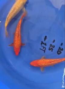 Japanese import Ogata Taiho Benigoi