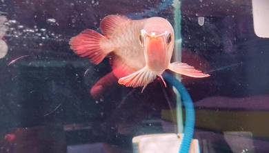 Semi short Super Red Arowana