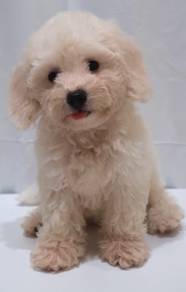 J0049 Maltichon Cotton Coat Round Face Puppy
