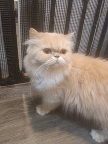 persian mix British long hair