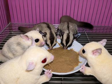 sugar glider 