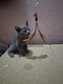 British Shorthair (BSH) Kitten -Blue Coat