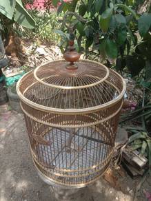sarang burung murai cere