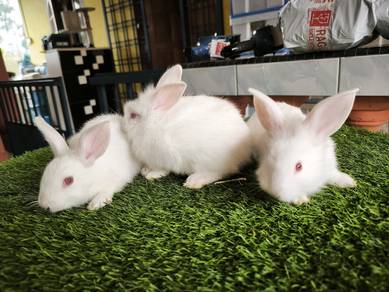 Rabbit Arnab Kelinchi putih