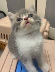 BSH kitten