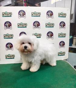 Bichon Tiny Frize 26Apr2026