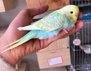 baji burung